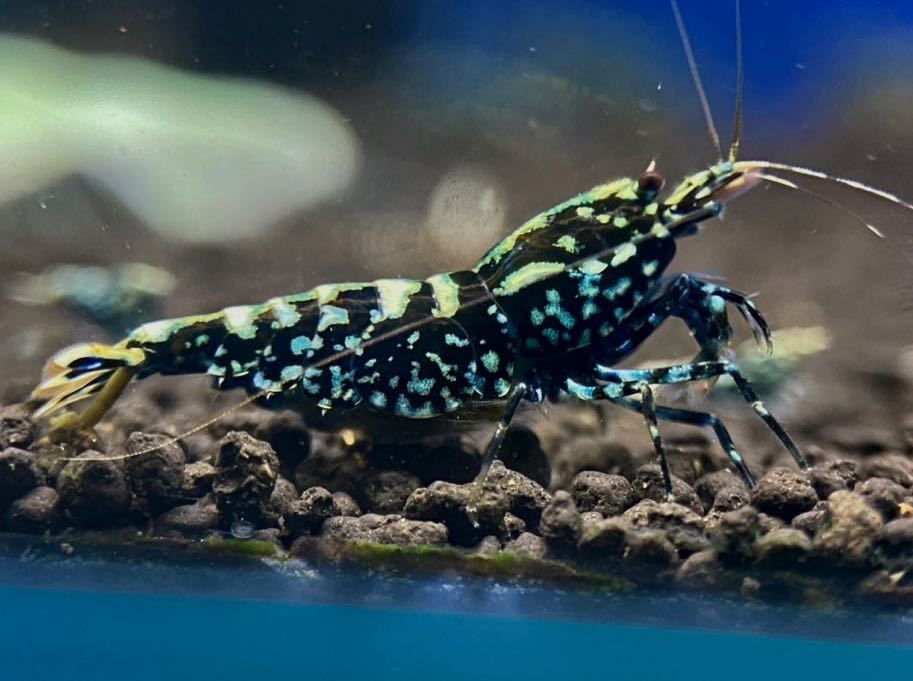 Gather Shrimp ゼウスジェネレーション血統 雄2雌3 内抱卵個体2匹 