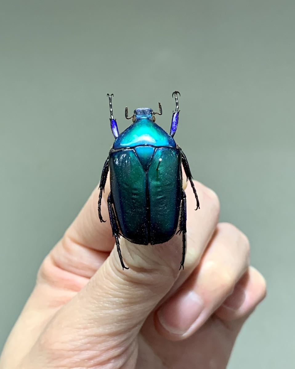 【外国産ハナムグリ標本】ソリツノアオカナブン♂/南インド産/27mm 外国産ハナムグリ標本】ソリツノアオカナブン♂/南インド産/27mm