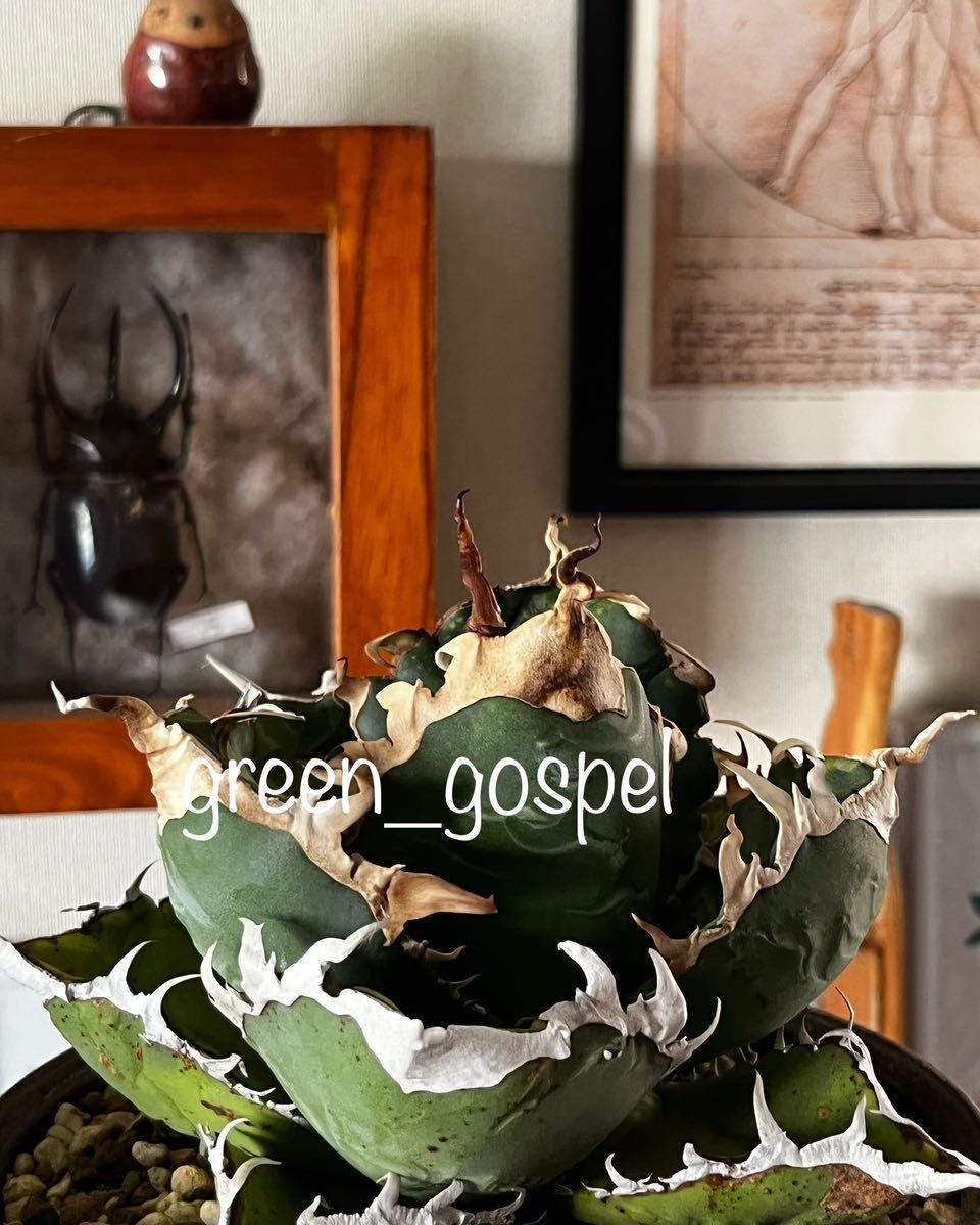 傷や汚れあり】Agave titanota【Lobster】アガベ チタノタ ロブスター