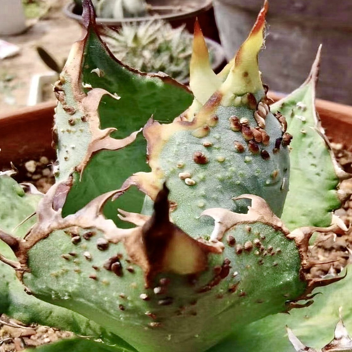 アガベ 龍球会 ワニガメ 鰐亀