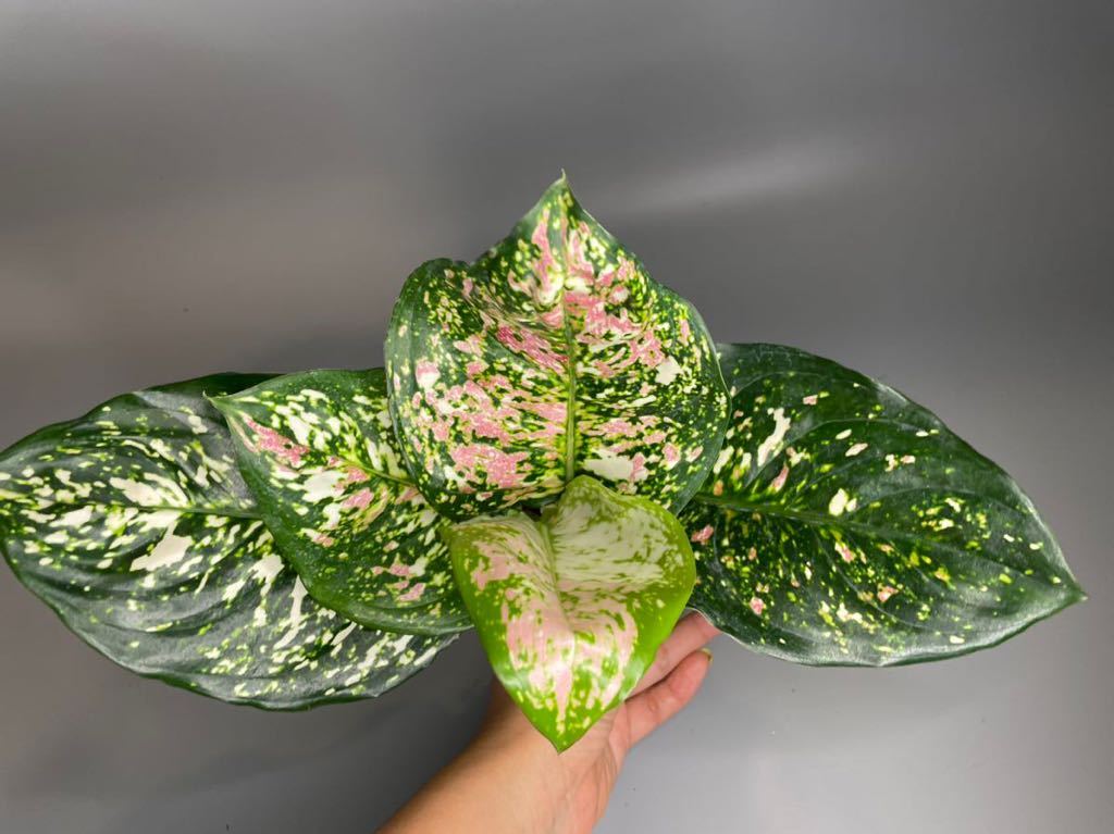 正規タグ付】アグラオネマ pictum ちゃんぷ〜る【AZ1119-5b】 【公式通販】