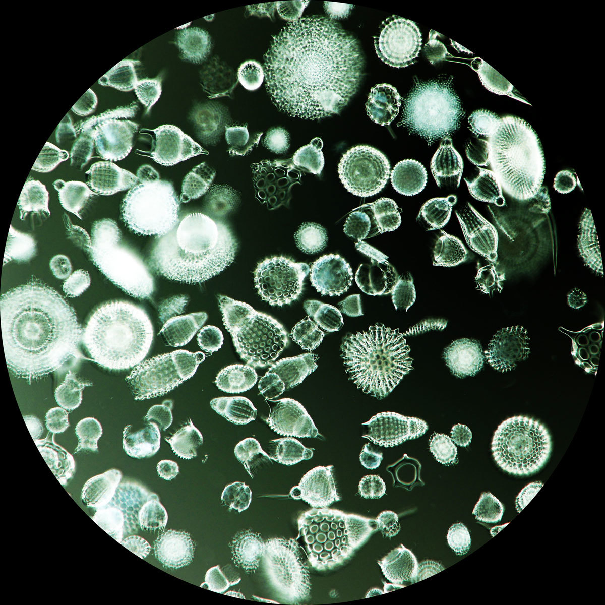 放散虫プレパラート バルバドス産 微化石 顕微鏡標本 微生物