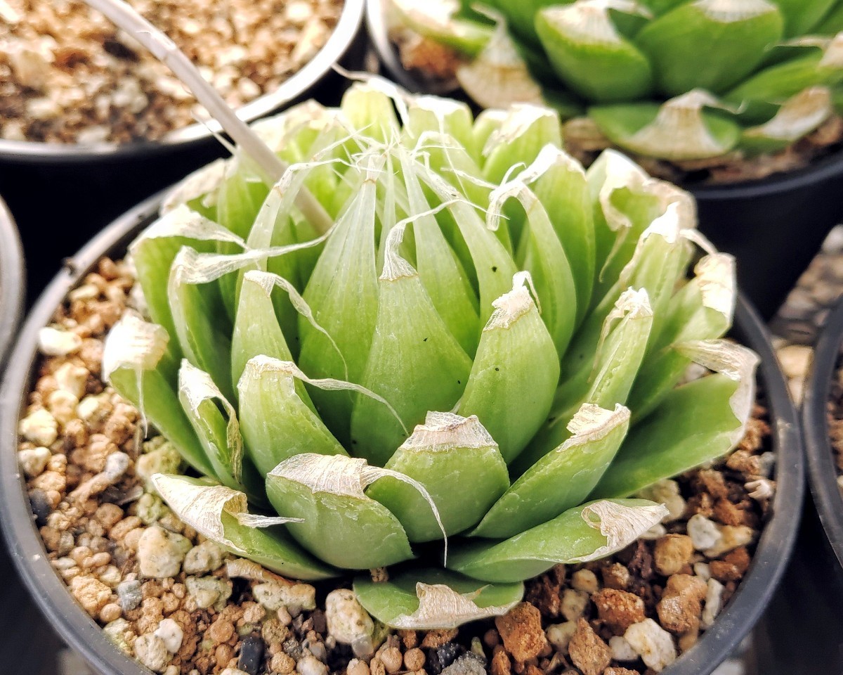 ハオルチア ロックウッディ H.lockwoodii GM597， Viskuil(ex-G.Marx