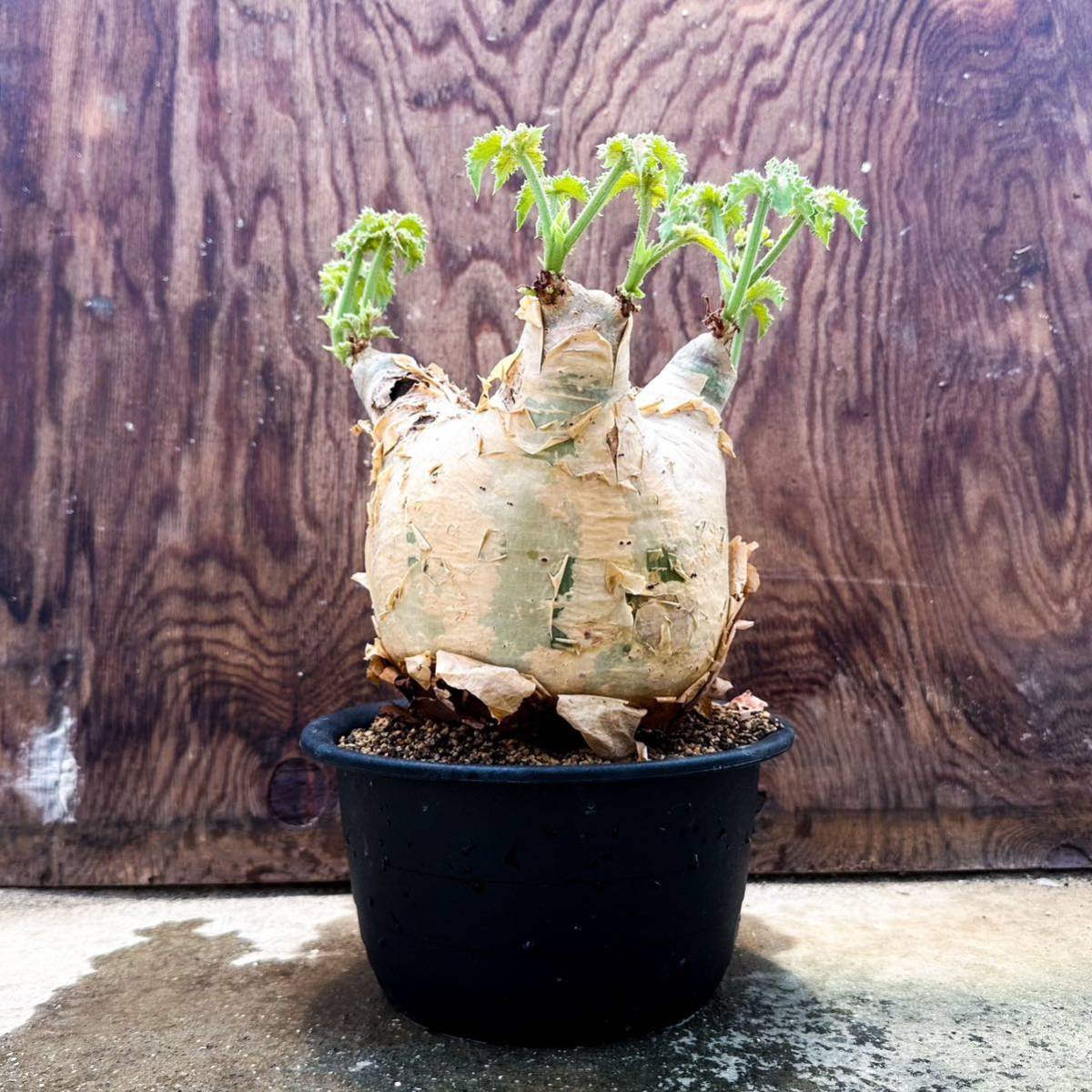 キフォステンマ・マクロプス 良型 塊根植物 多肉植物 グラキリス