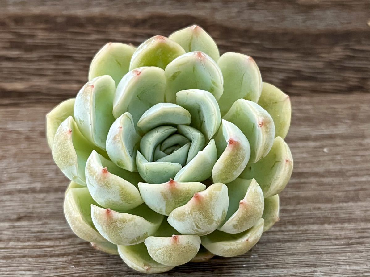 メキシカンスノーボール 韓国苗 葉挿し苗 多肉植物 【公式通販】 メキシカンスノーボール 韓国苗 葉挿し苗 多肉植物 【公式通販】