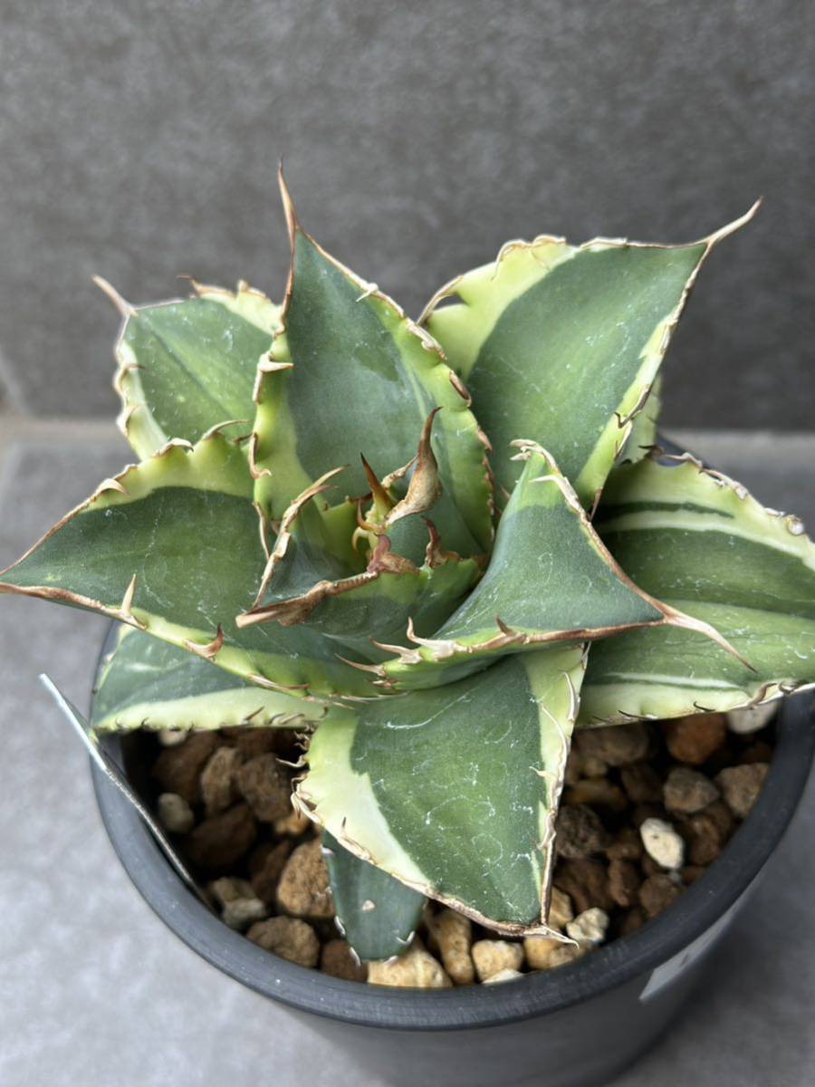 アガベ 厳竜 胴切り天 発根済み