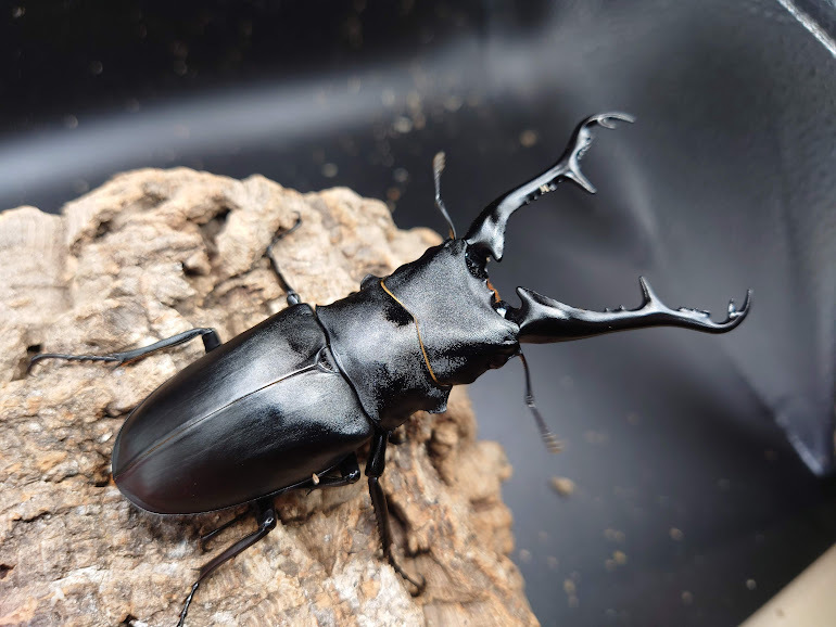 (即ブリ)ギラファノコギリ110㎜ペア ケース付き 即ブリ)ギラファノコギリ110㎜ペア ケース付き