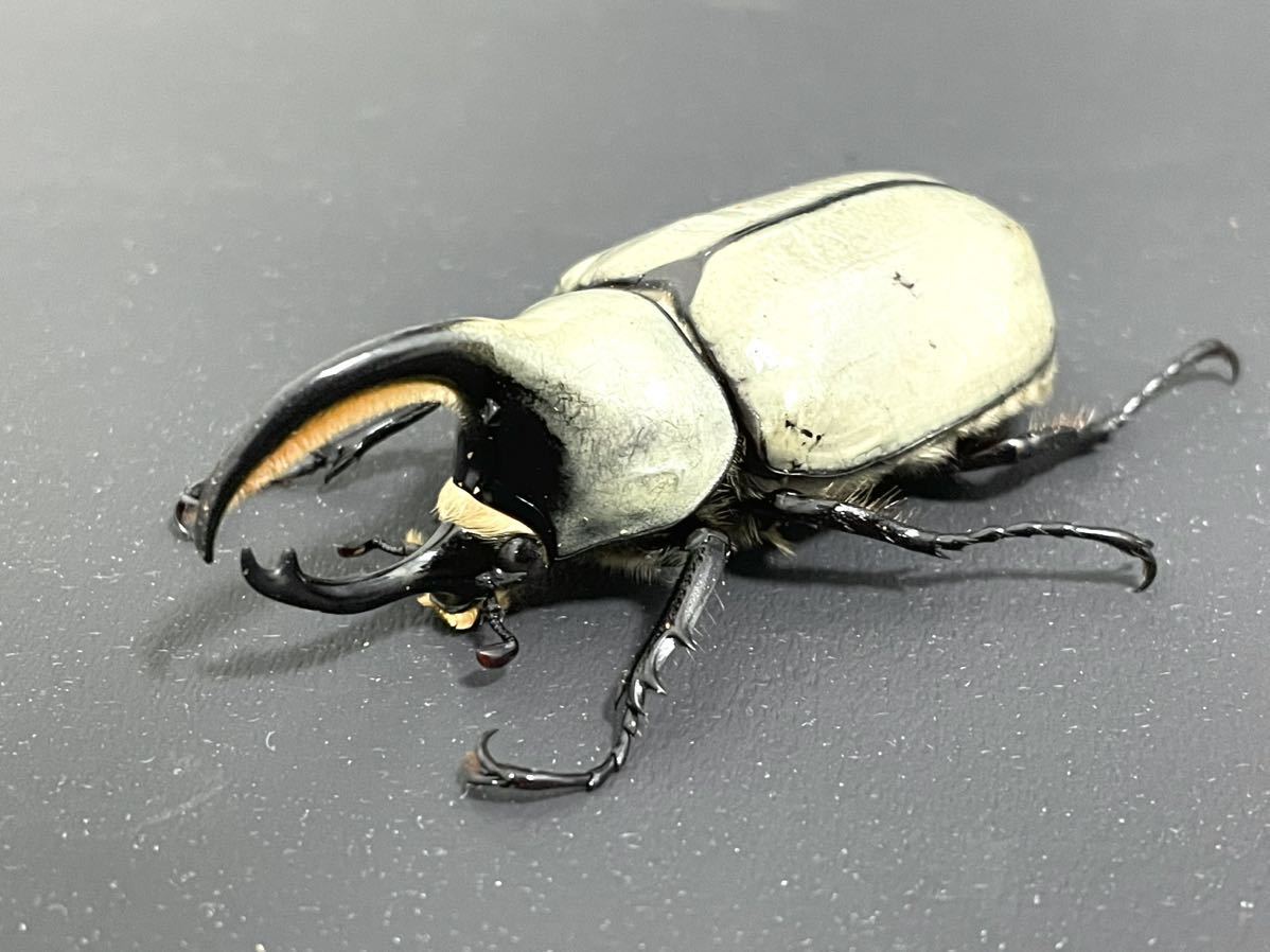 グラントシロカブト初令幼虫20頭セット | グラントシロカブト初２令幼虫３匹セット | BIG HORN | 昆虫 通販