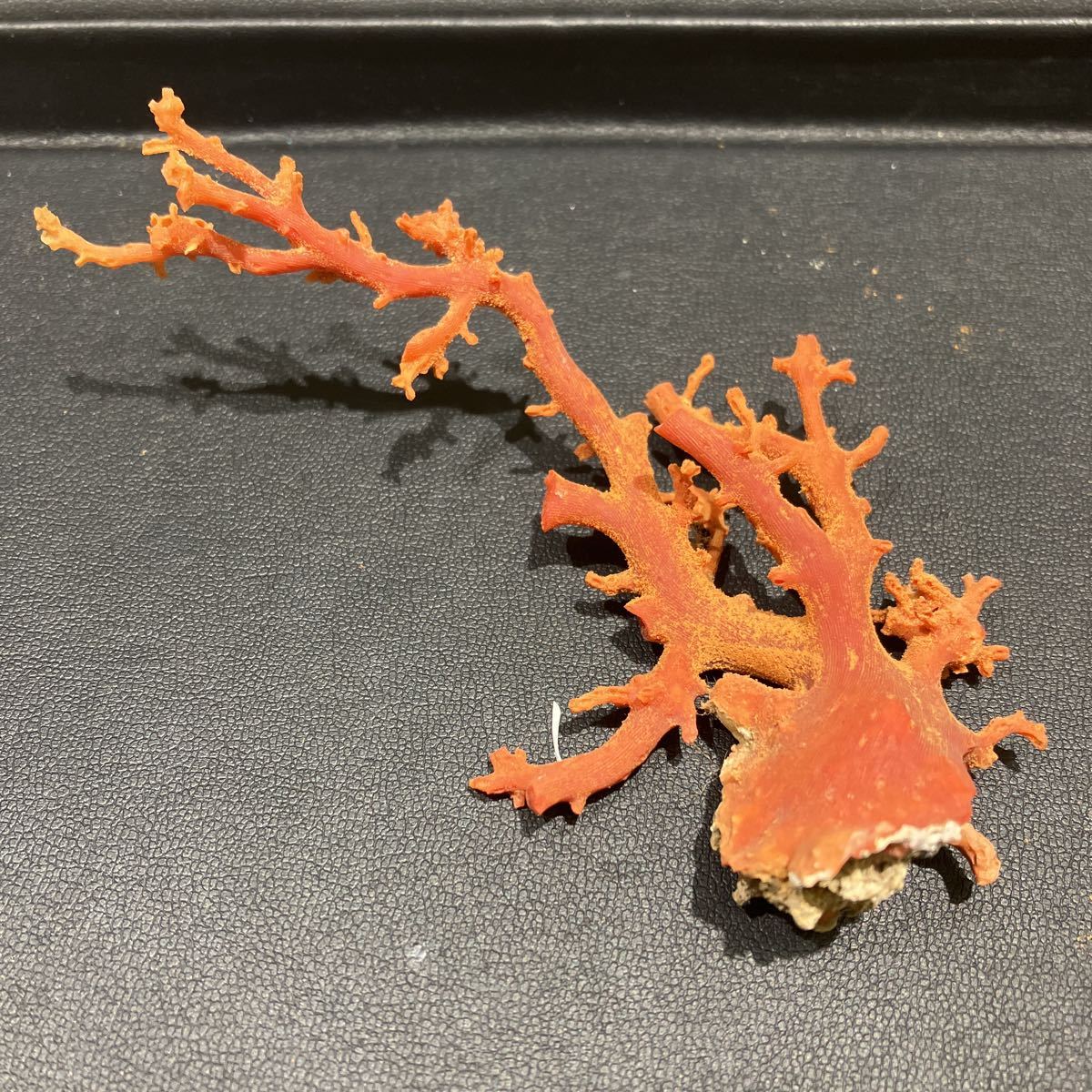 珊瑚原木「室戸産」 室戸産サンゴ原木 約27g（7匁） 2本セット 白