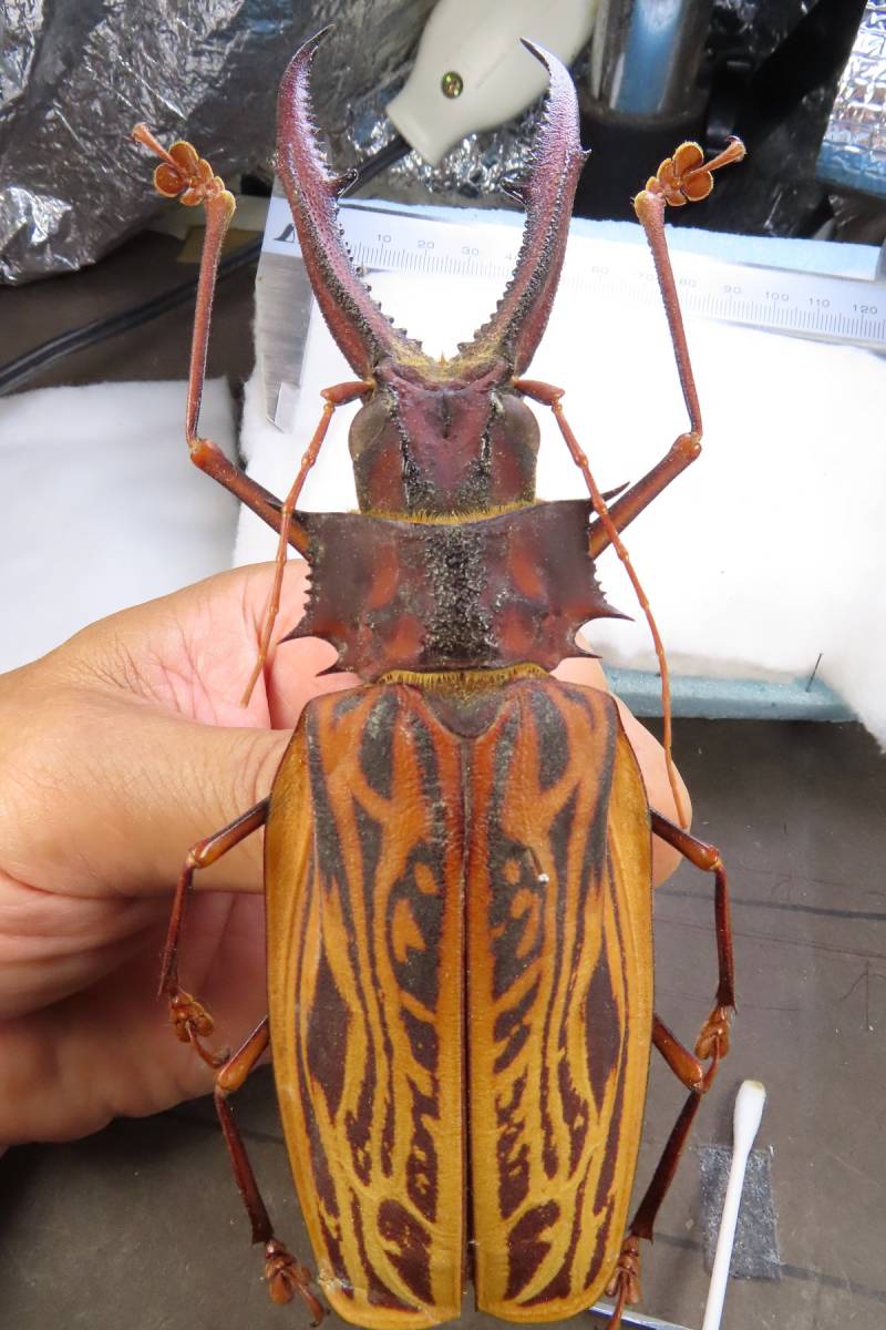 トゲムネキバカミキリ2 【公式通販】