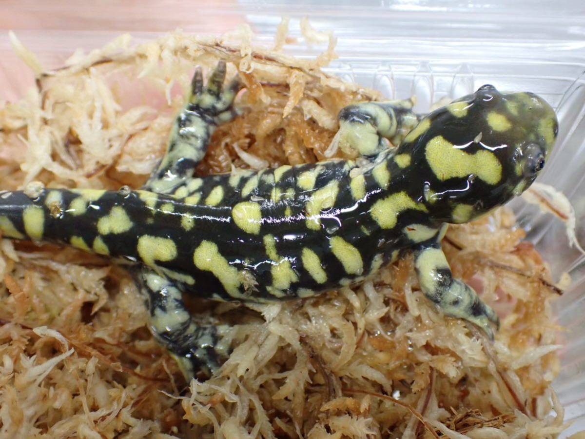 タイガーサラマンダー EUCB トウブタイガーサラマンダーEUCB アメリカイリノイ州産 2