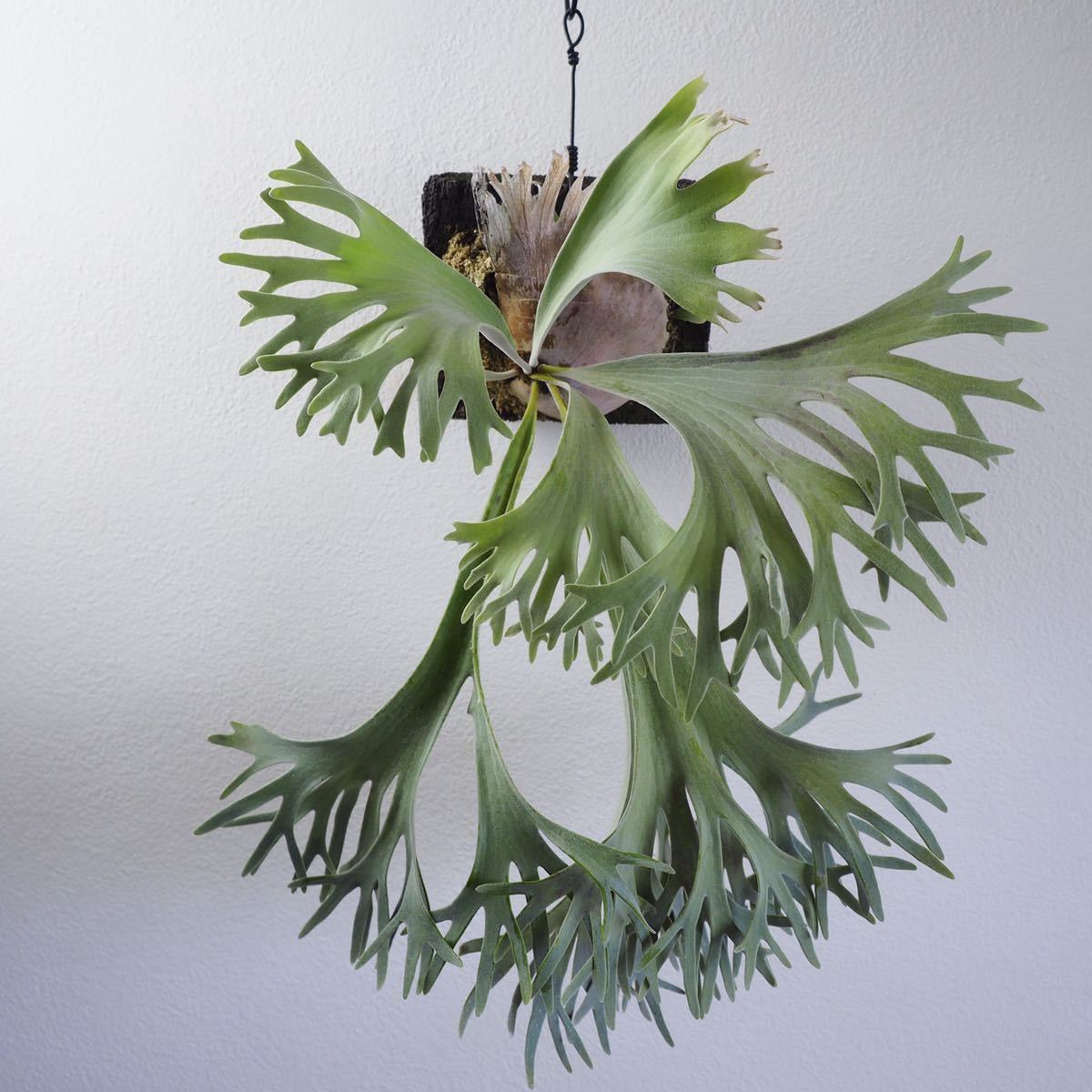 Platycerium Pedro Tatsuta/ビカクシダ ペドロ タツタ/珍奇植物