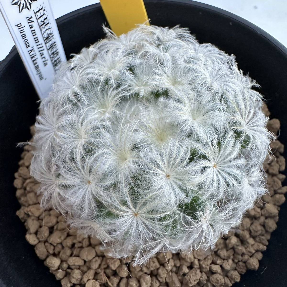 仏頭白星　＊サボテン　多肉植物　マミラリア