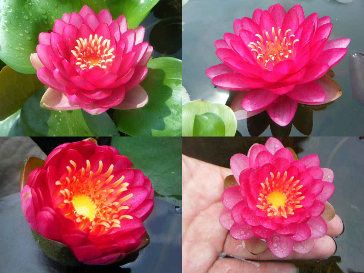 開田屋水園】 耐寒性睡蓮 パラニー （スイレン） 苗 A