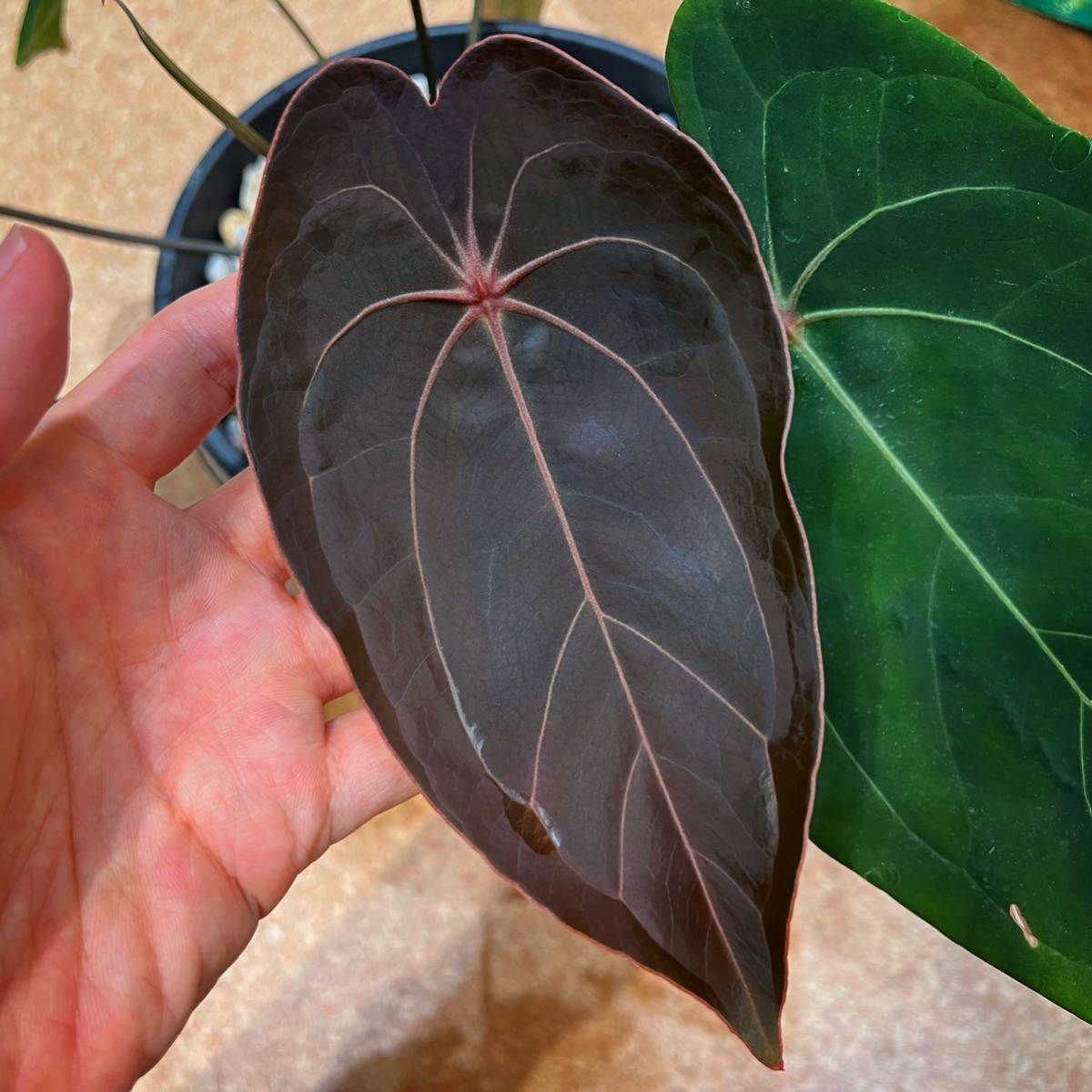 未使用】Anthurium X 'Red spider' アンスリウムレッド