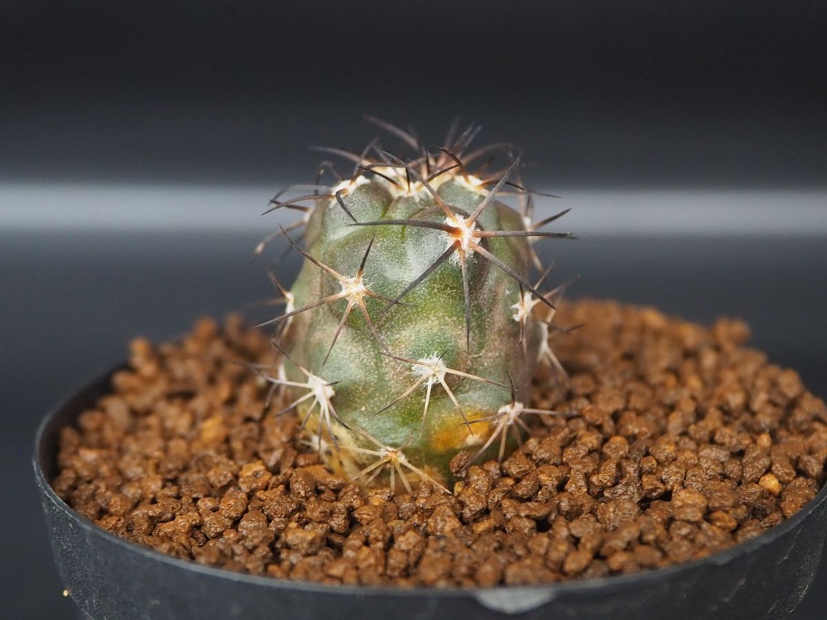 コピアポア Copiapoa corralensis コピアポア・コラレンシス HR998