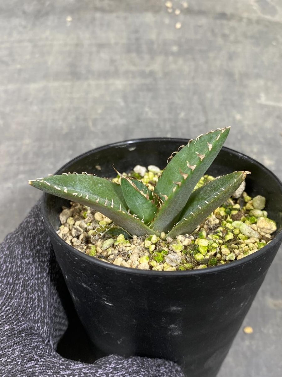 発根済み チタノタ CJ special ホホジロタイプ 子株②