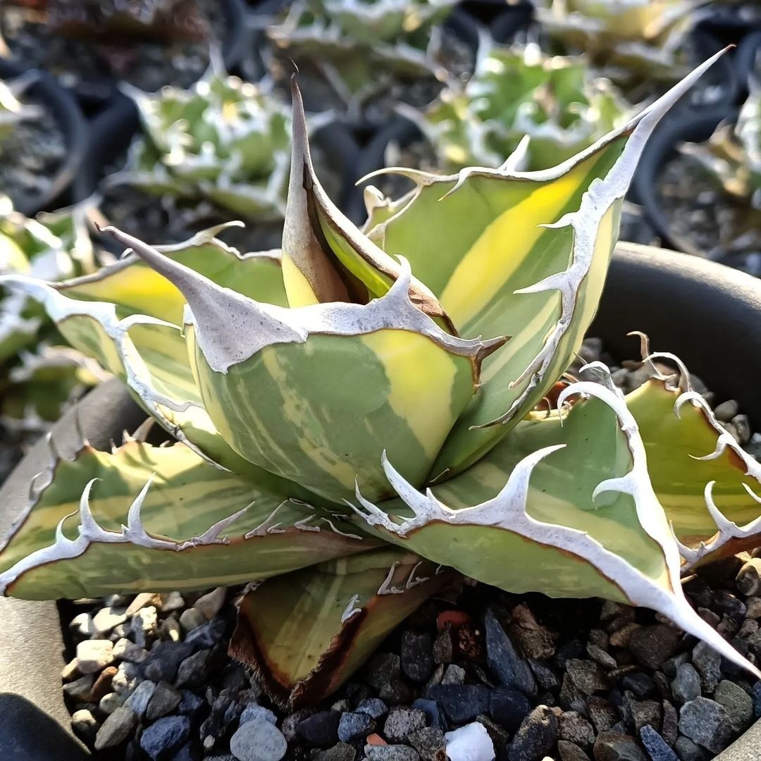 発根済み アガベ スーパーチタノタ バケモノ 悪魔くん 【公式通販】