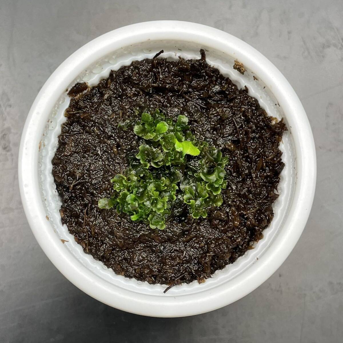 P.willinckii Nano ビカクシダ ウィリンキー ナノ 胞子培養 前葉 P.willinckii Nano ビカクシダ ウィリンキー ナノ 胞子培養 前葉