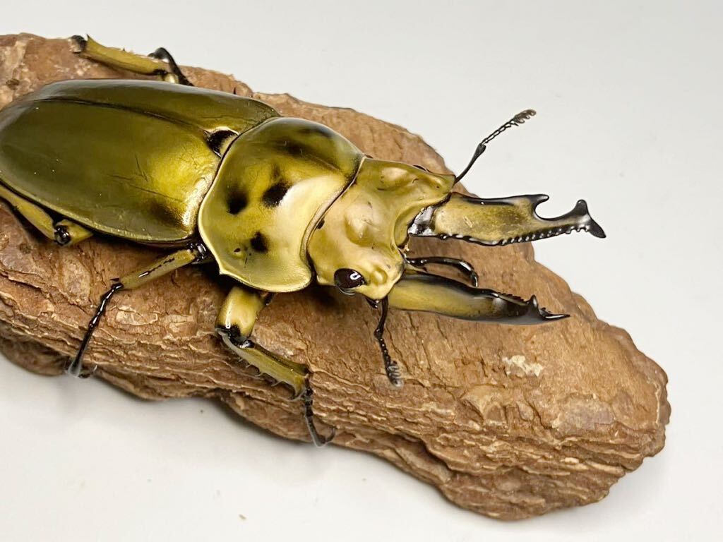 大型 ババオウゴンオニクワガタ 73mm 標本 標本箱入り