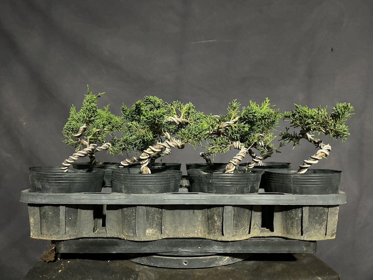 糸魚川真柏 10本セット》糸魚川真柏盆栽 真柏 素材 小品盆栽