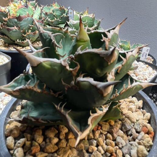 アガベ チタノタ 麻花龍 子株 (検索)表裏棘 皇冠 大白鯊 悪魔くん 白犀