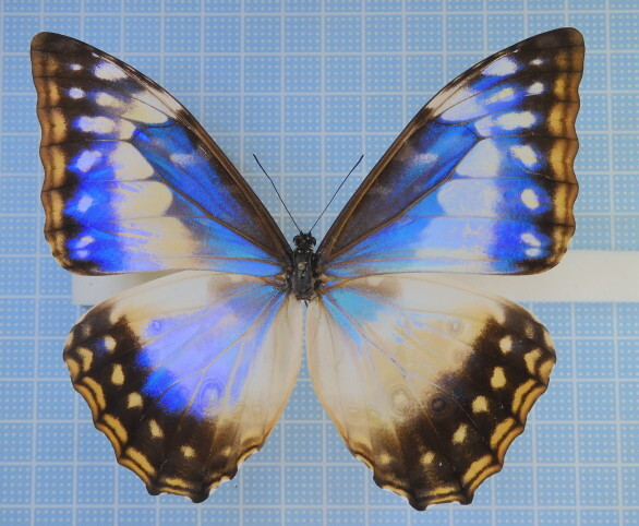 スーパーレア！！キプリスモルフォメス！ 【公式通販】