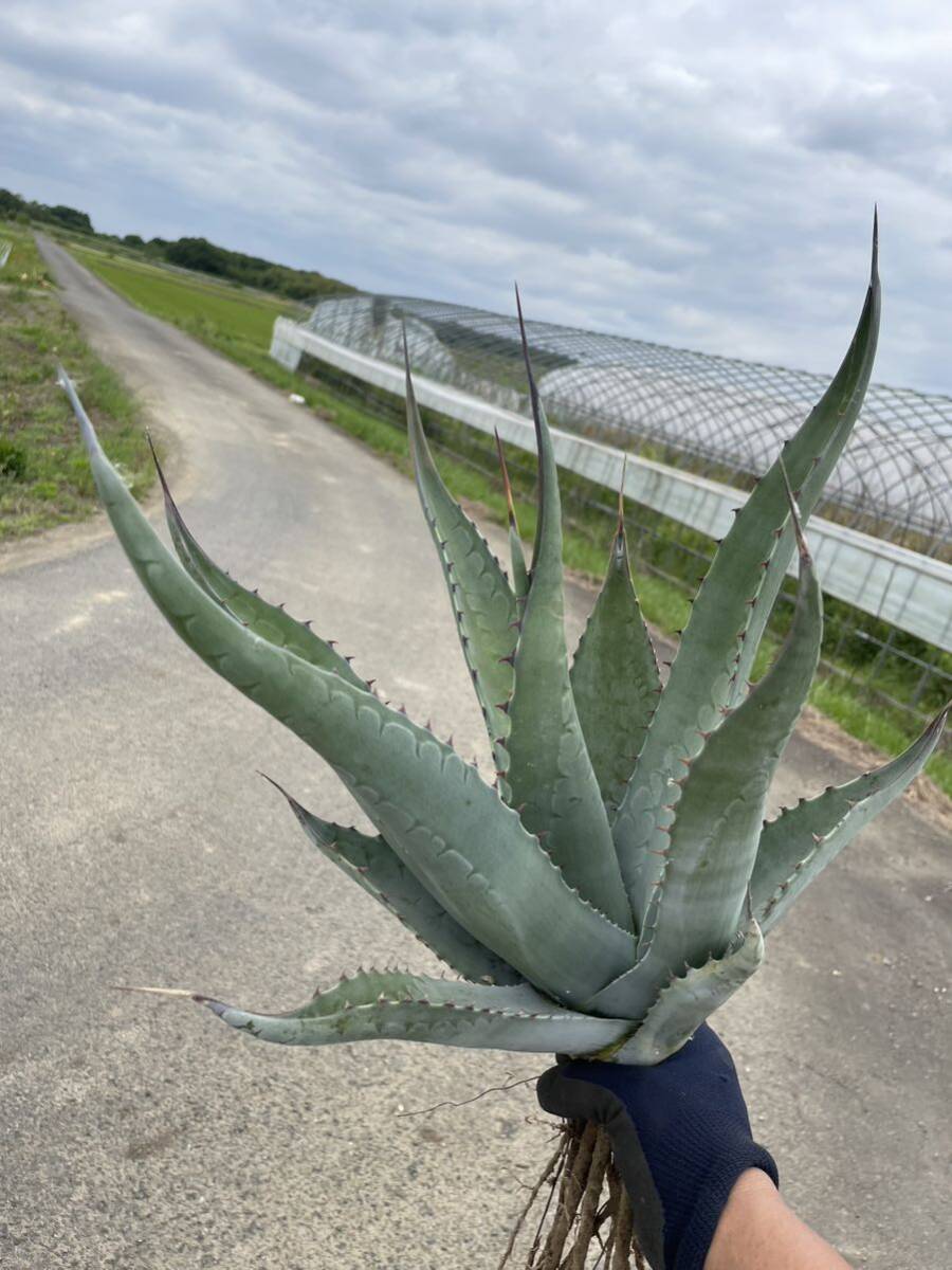 アガベ スカブラ 【公式通販】