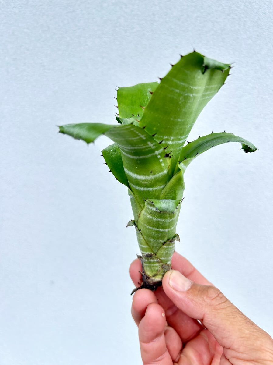 やや傷や汚れあり】Billbergia horrida var.horrida ビルベルギア