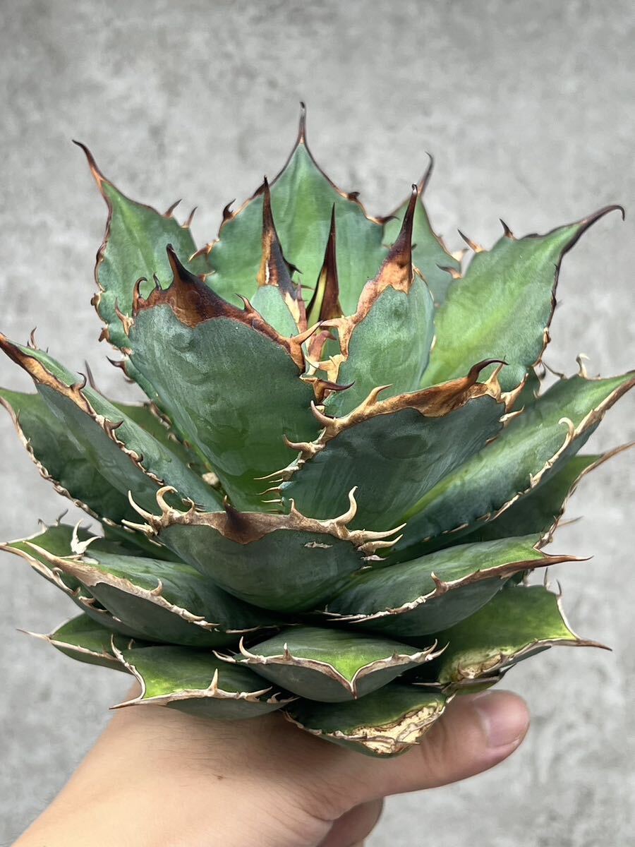 アガベ　チタノタ　清氏　子株つき 子株付き】アガベ チタノタ 