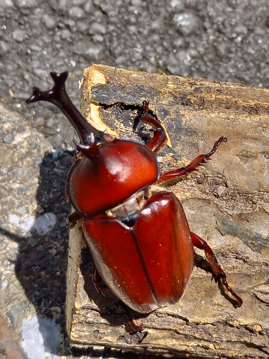 カブトムシ幼虫の餌、産卵にはコレです！改良版！発酵マット50L☆大きく