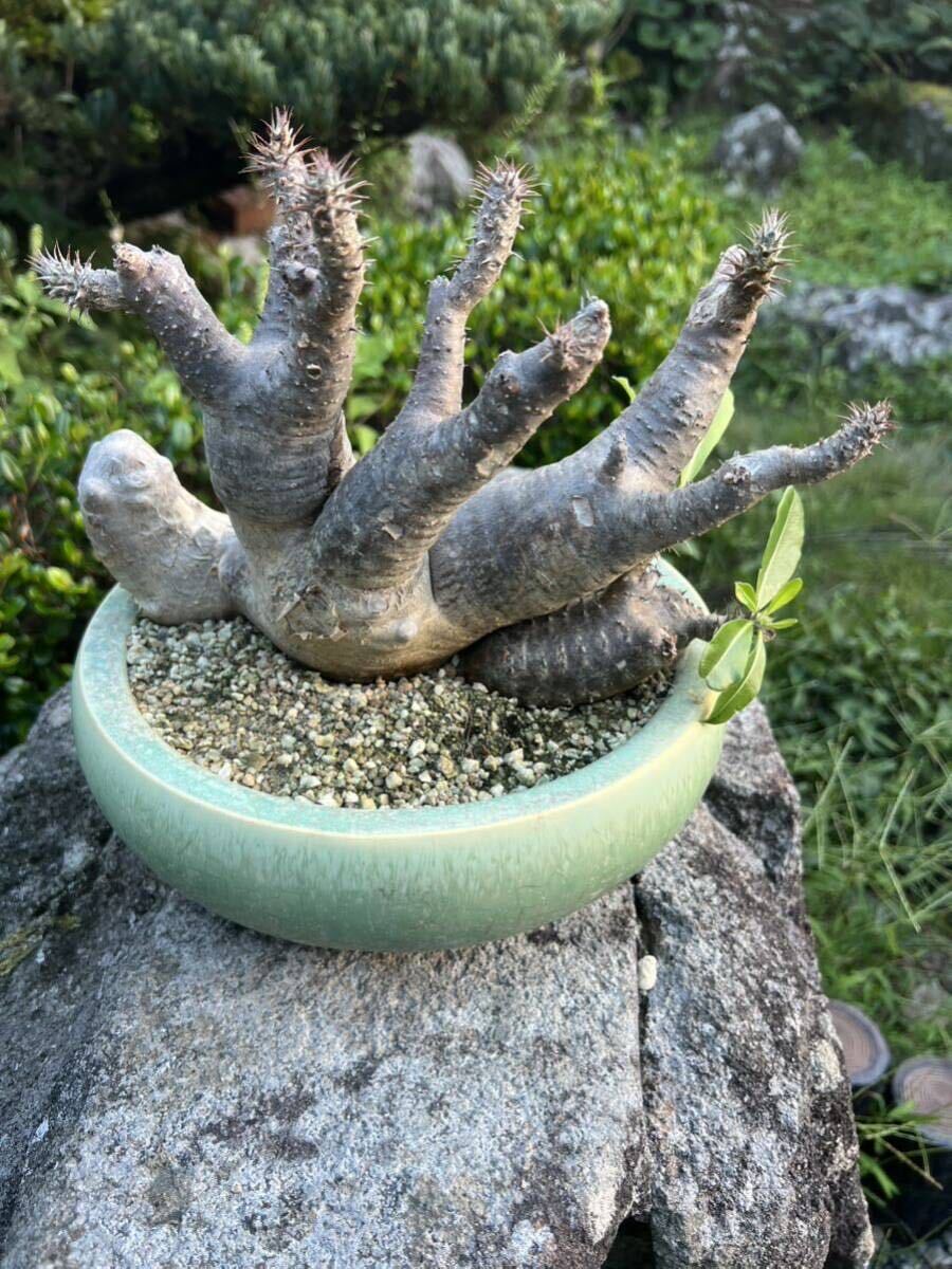 パキポディウム・マカイエンセ発根済み鉢付き