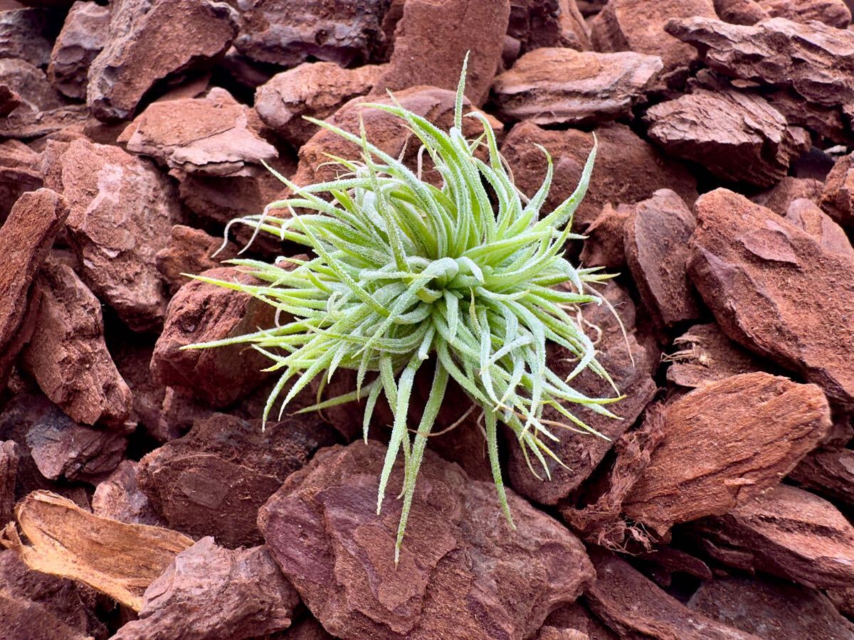綴化】Tillandsia ionantha 'Monstrose' 【公式通販】
