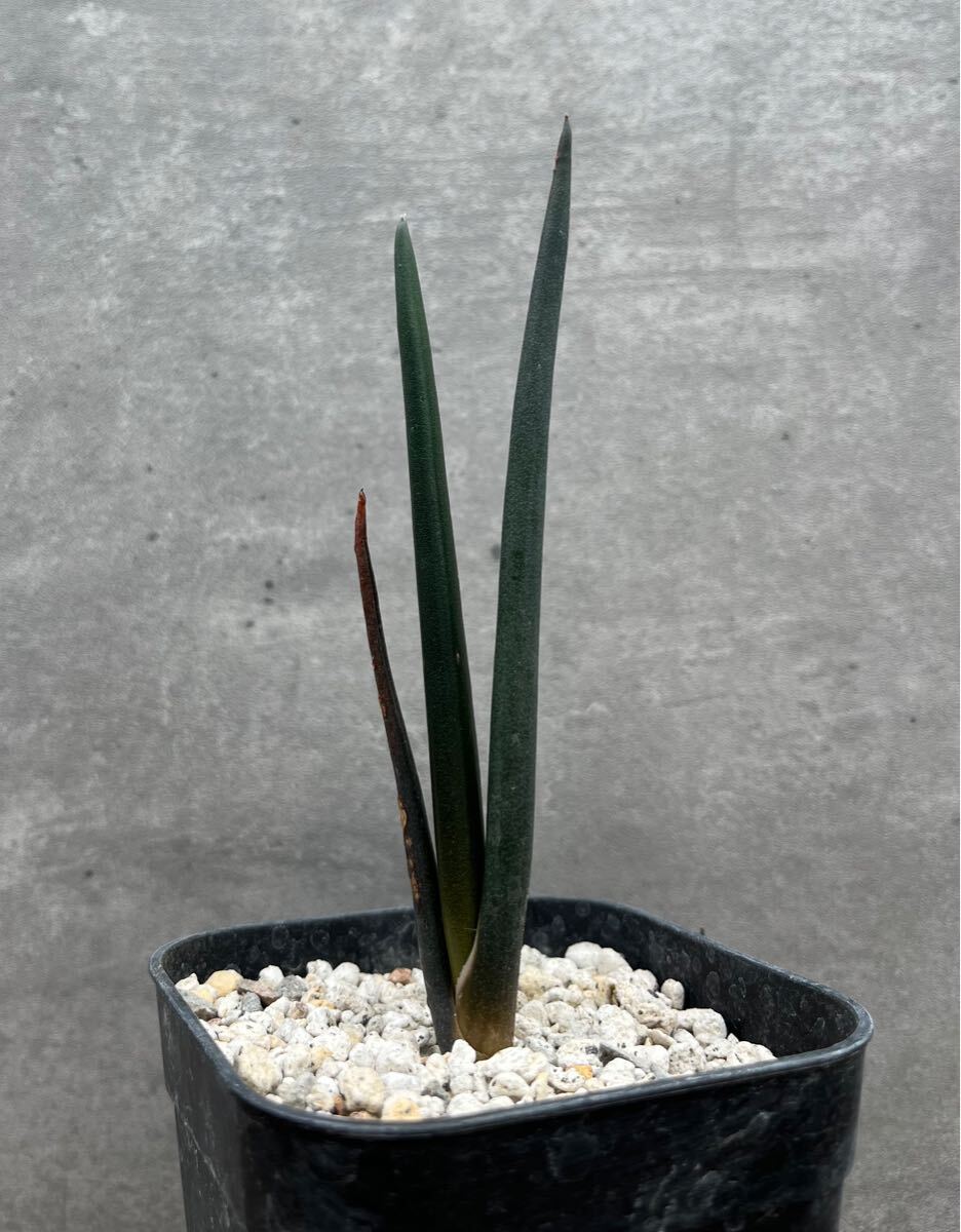 Aloe suzannae アロエ スザンナエ 国内実生株 【公式通販】