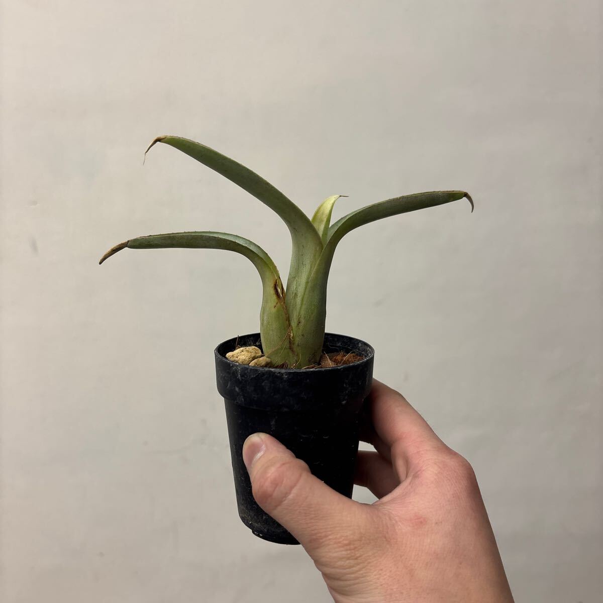 ネオレゲリア ハウジット リサのタグ付き