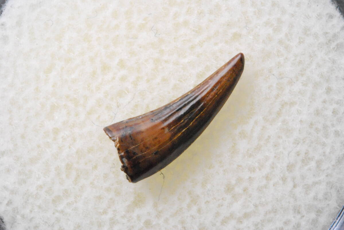 恐竜の歯 [DS398] パロニコドン 化石 希少 Paronychodon 恐竜 歯 化石 パロニコドン 10mm [DS97] 恐竜の歯 恐竜の化石 レアの