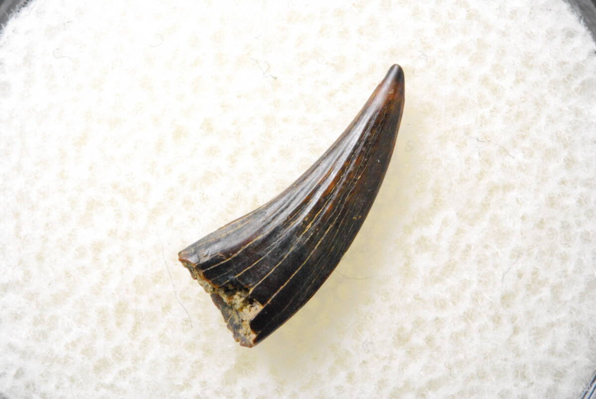恐竜 歯 化石 パロニコドン 10mm [DS97] 恐竜の歯 恐竜の化石 レアの