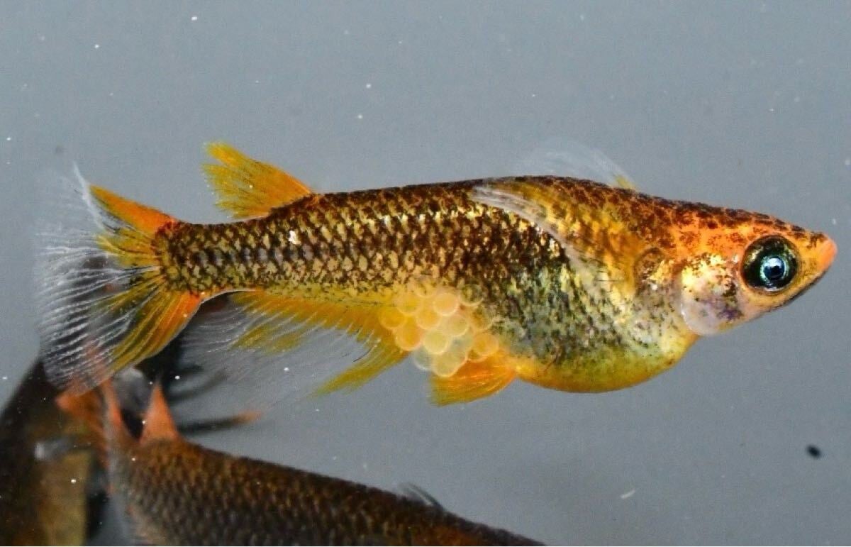 NIDO名古屋メダカ極上 【風色めだか】クラミツハ雅　2ペア クラミツハ雅 4ペア+2 種親美心めだか様