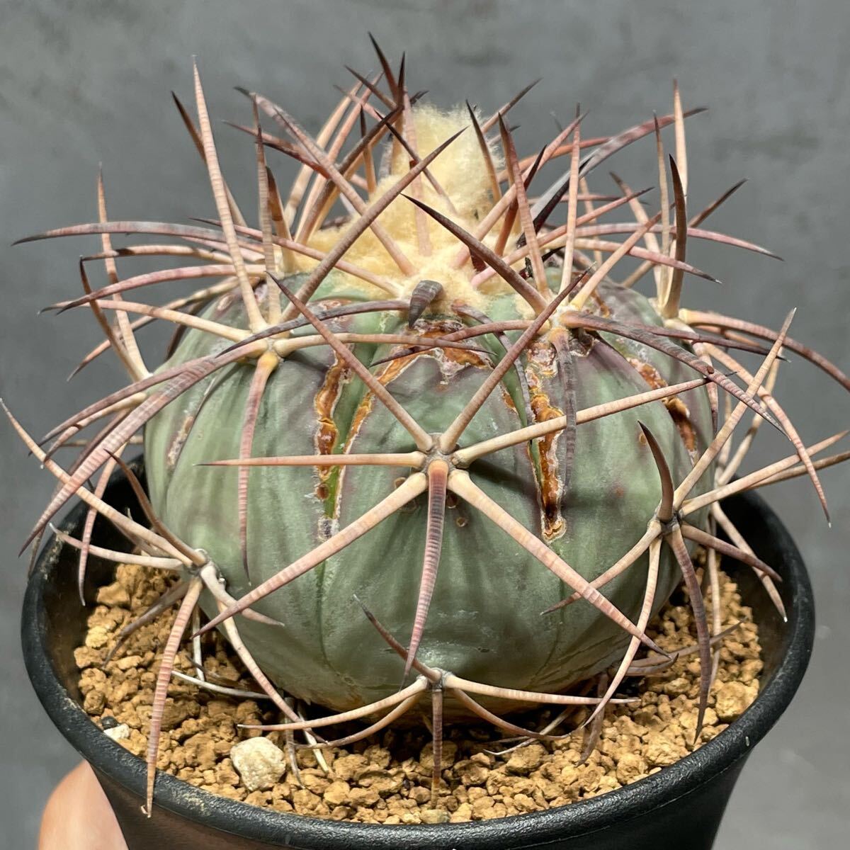 特選株】 黒刺青肌太平丸 雷帝 花王丸 小平丸 ニコリー エキノカクタス