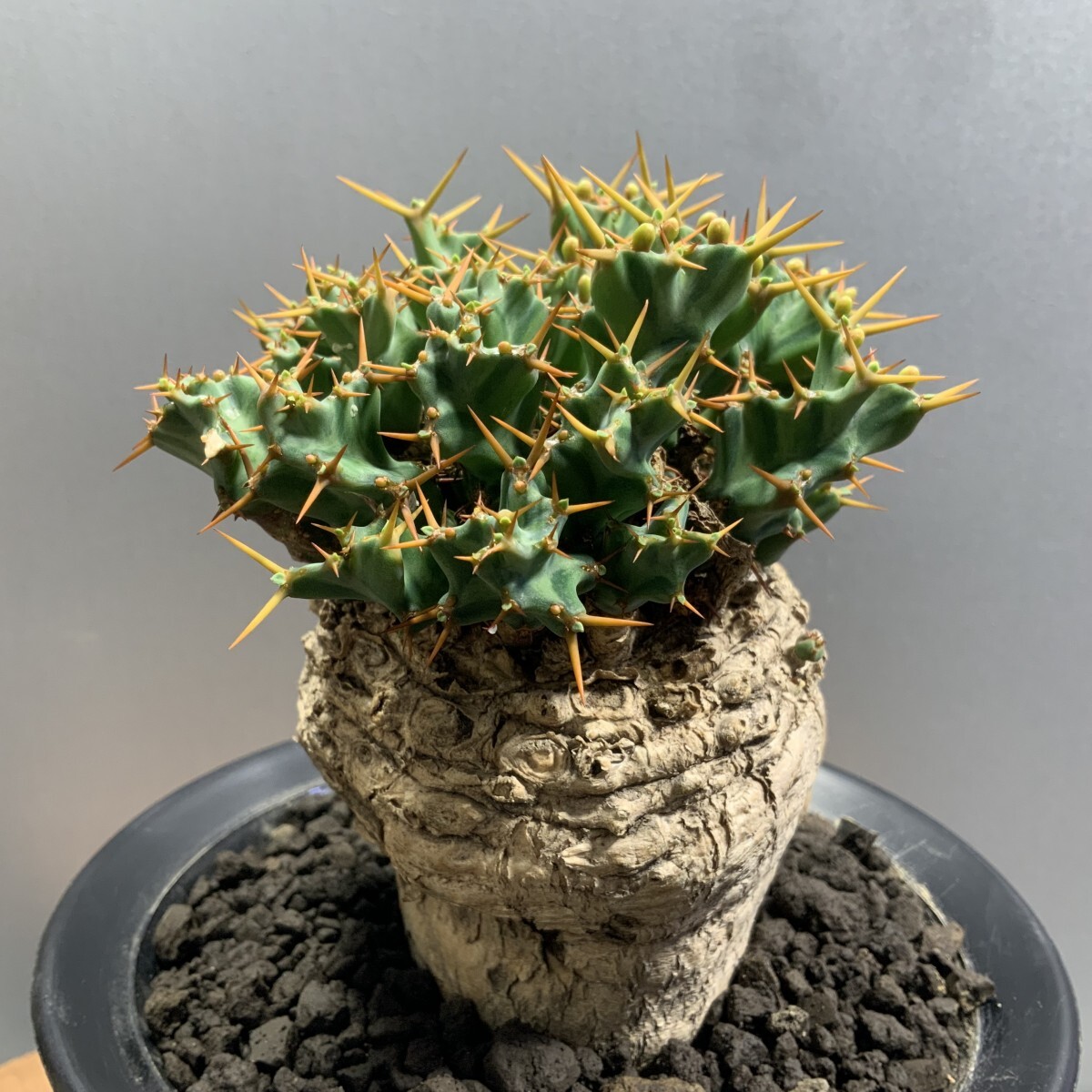 ユ*ン様 ユーフォルビア　モラティー ユーフォルビア モラティー Euphorbia moratii 20210815 | SPG