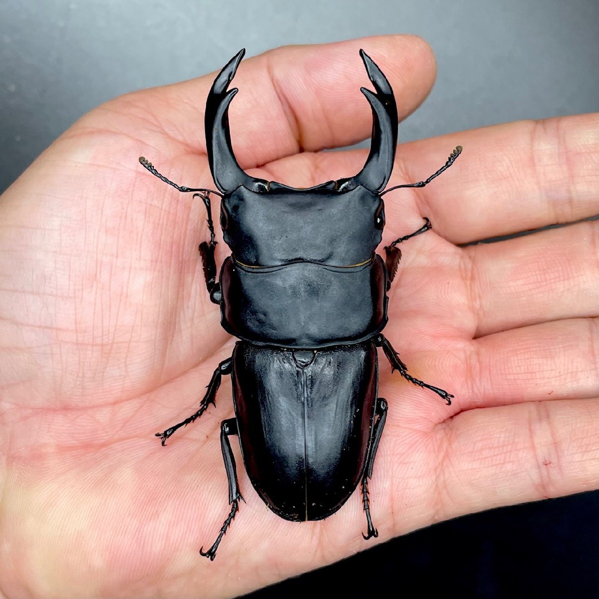 国産オオクワガタ 種親&幼虫6頭セット