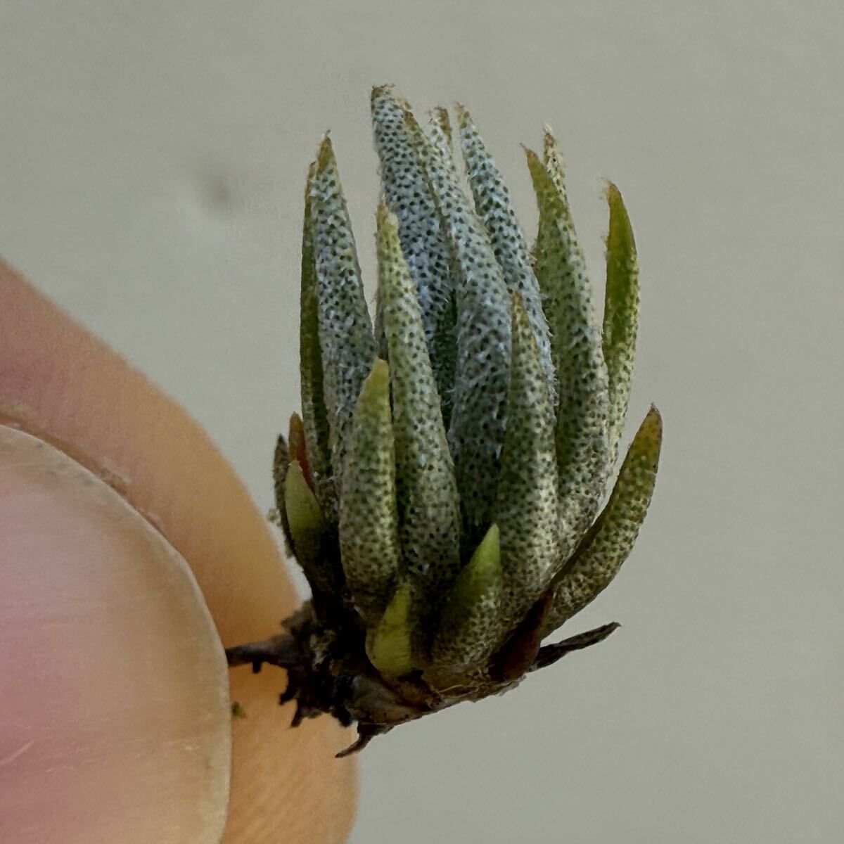 Tillandsia Renate 速達発送 【公式通販】
