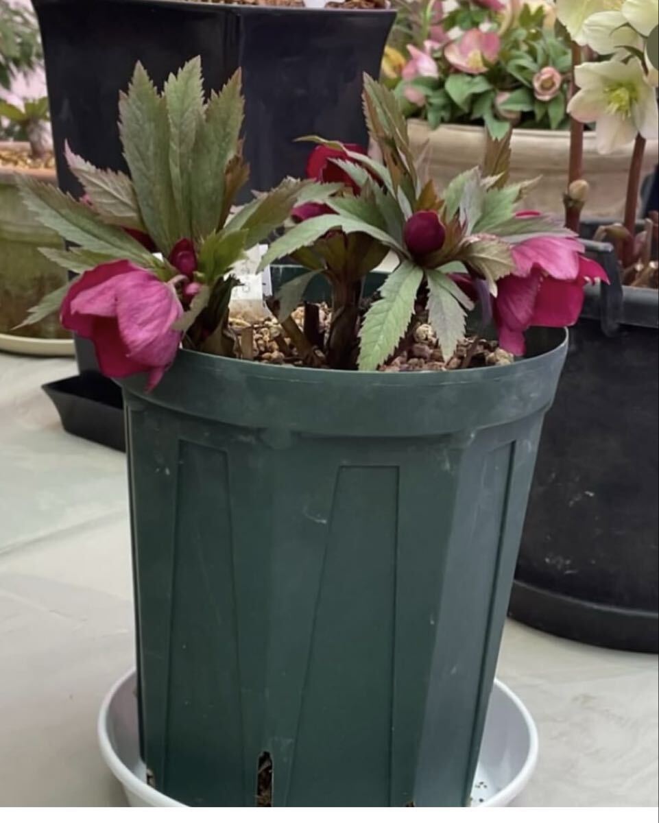 目立った傷や汚れなし】櫻坂46 関有美子 クリスマスサンタ衣装 生写真