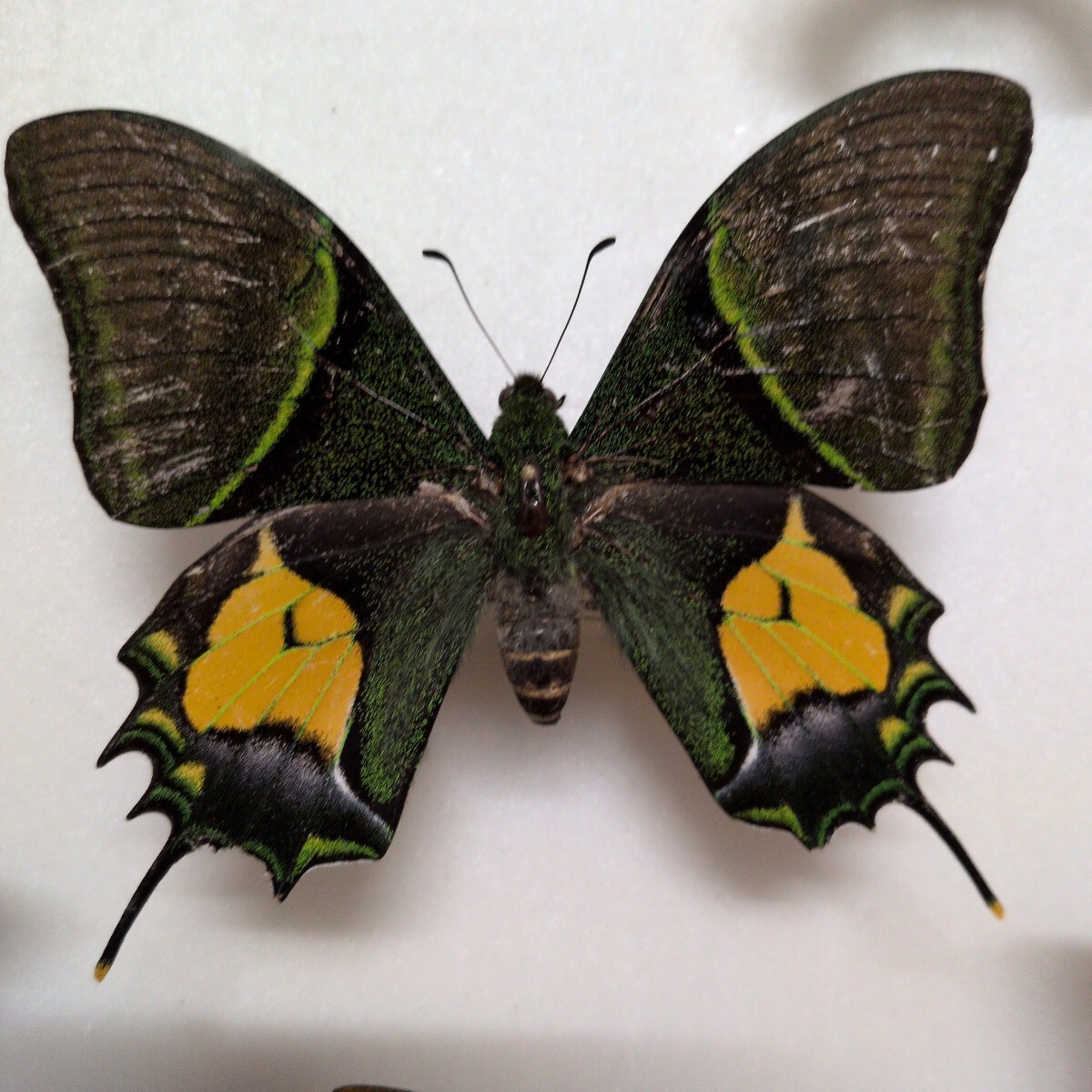 ○○オウゴンテングアゲハ♀ssp.shinkaii①○○外国産 蝶標本 蝶