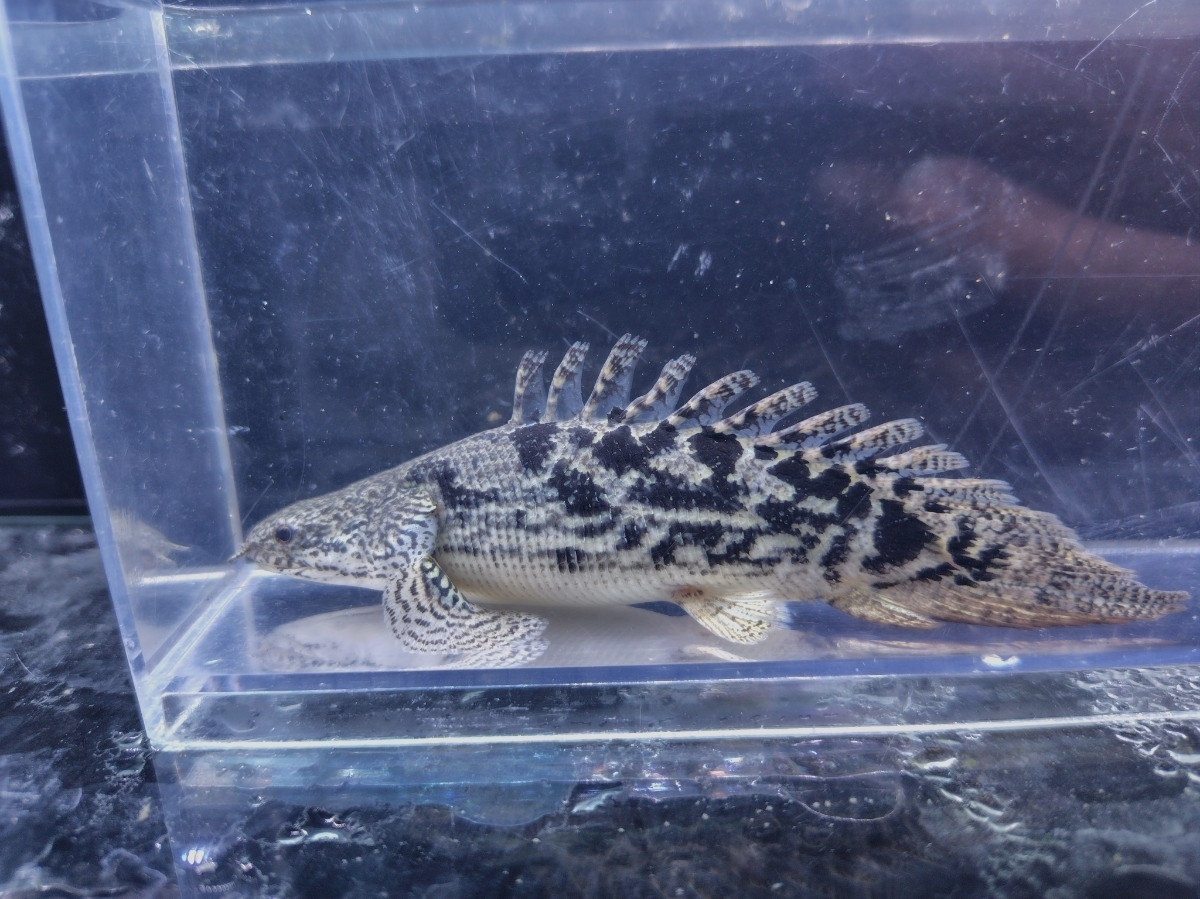 美品　34cmポリプテルス　フィギュア　レプリカ　fish craft REAL ハンドメイド 34cm ポリプテルス エンドリケリー 魚模型 フィギュア