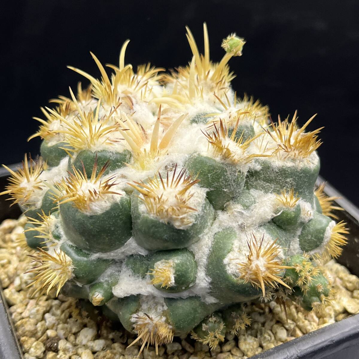 新品】カキコ 無刺コリファンタ 刺無象牙丸 Coryphantha elephantidens