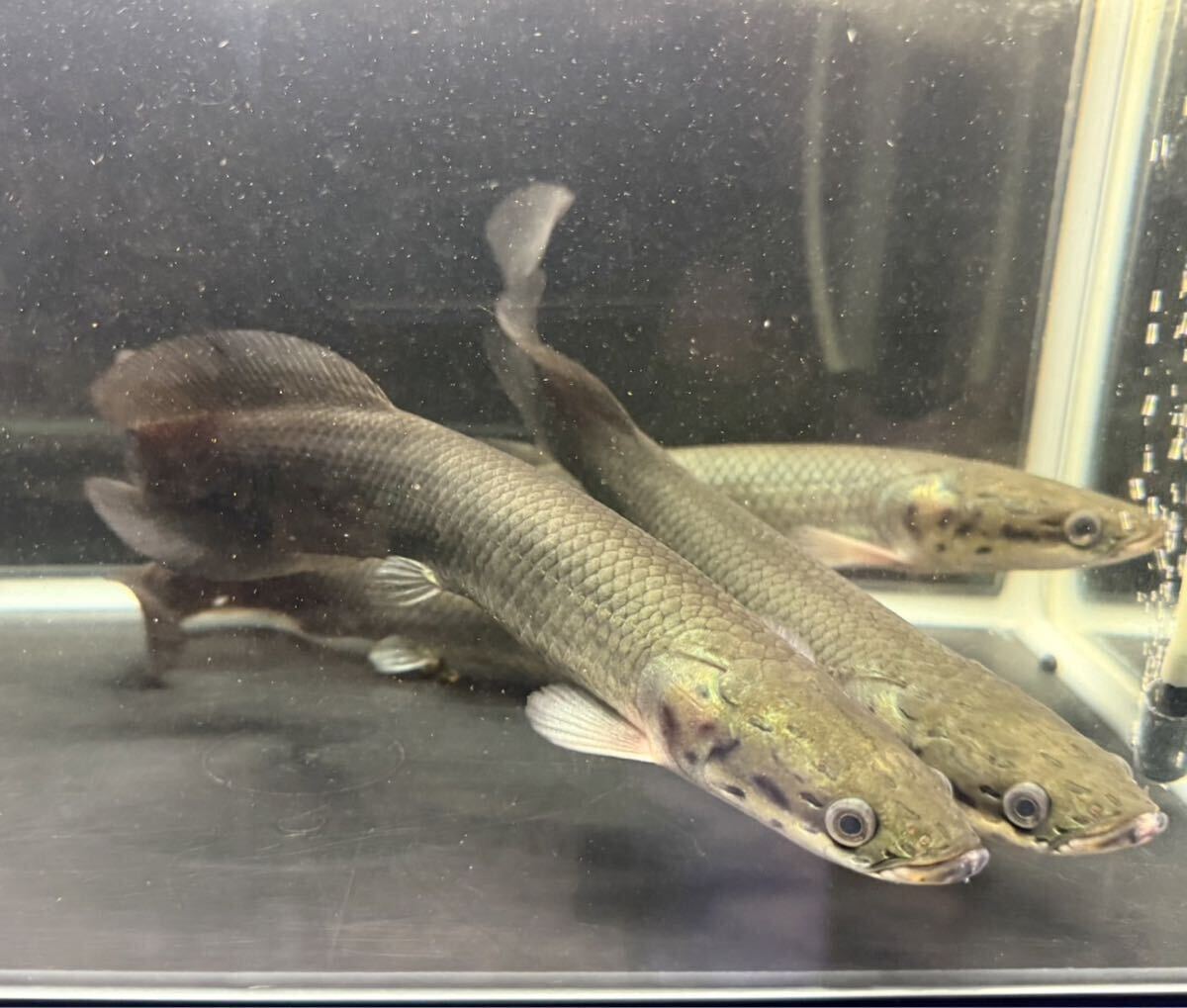 中古】ピラルクー 剥製 大型魚 アマゾン 珍品 アロワナ 世界最大級