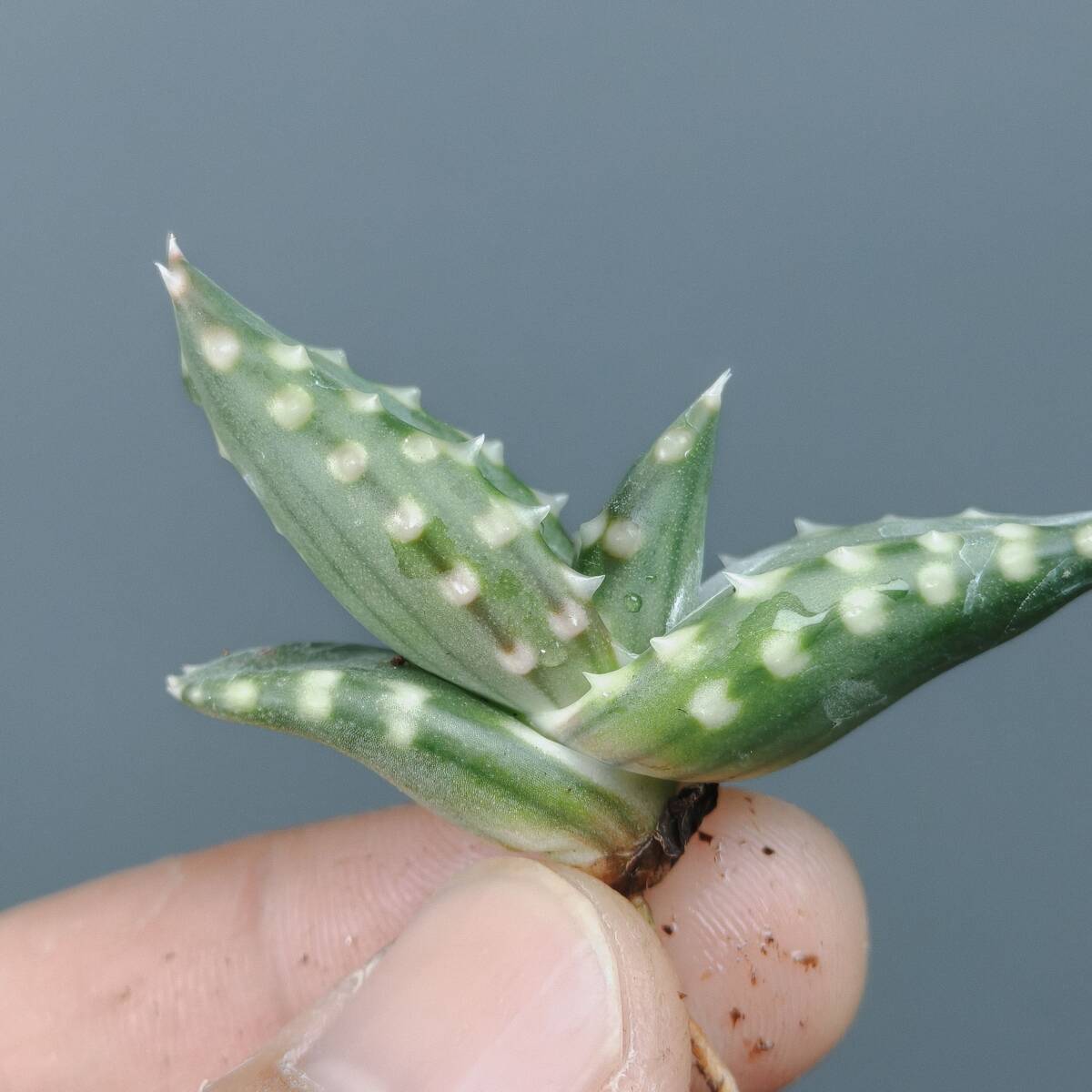 中古】希少種アロエ・ペアルソニー Aloe pearsoniiの落札情報詳細