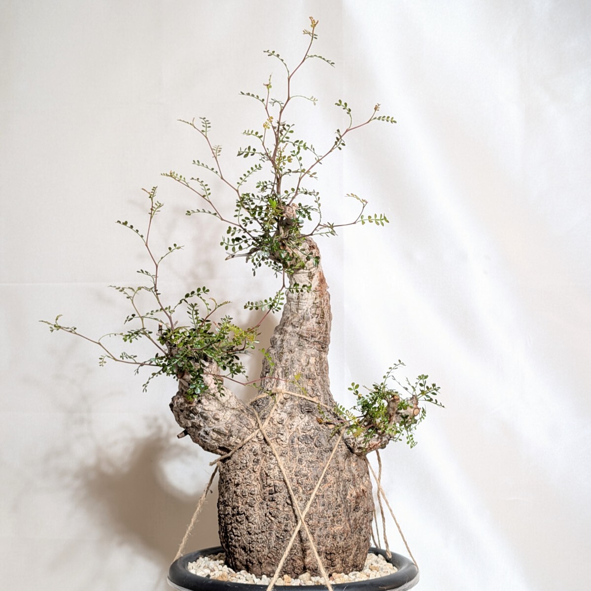 新品】ア19 【塊根植物・実生】オペルクリカリア パキプス 斑入り