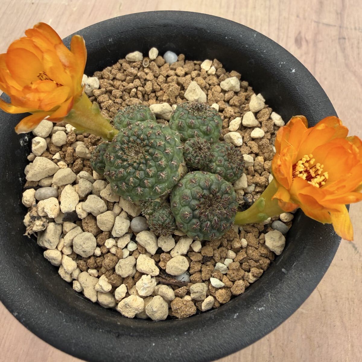 スルコレブチア ヘインジー sulcorebutia heinzii (ラウシー) サボテン 